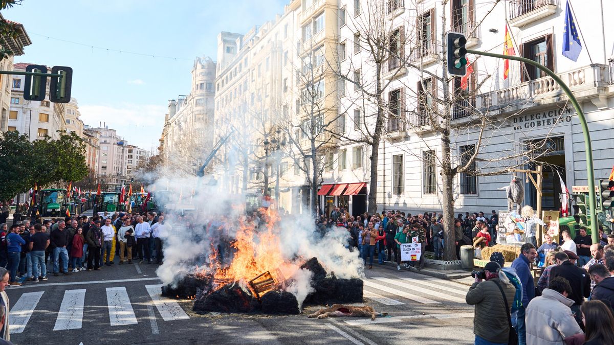 Los ganaderos se enfrentan a Casares en la Delegación y le llevan un ternero muerto: "Eres culpable de esto"
