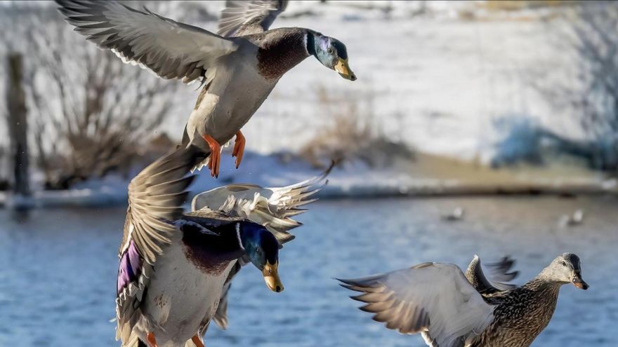 El Senasa detectó un segundo caso de influenza aviar en Córdoba
