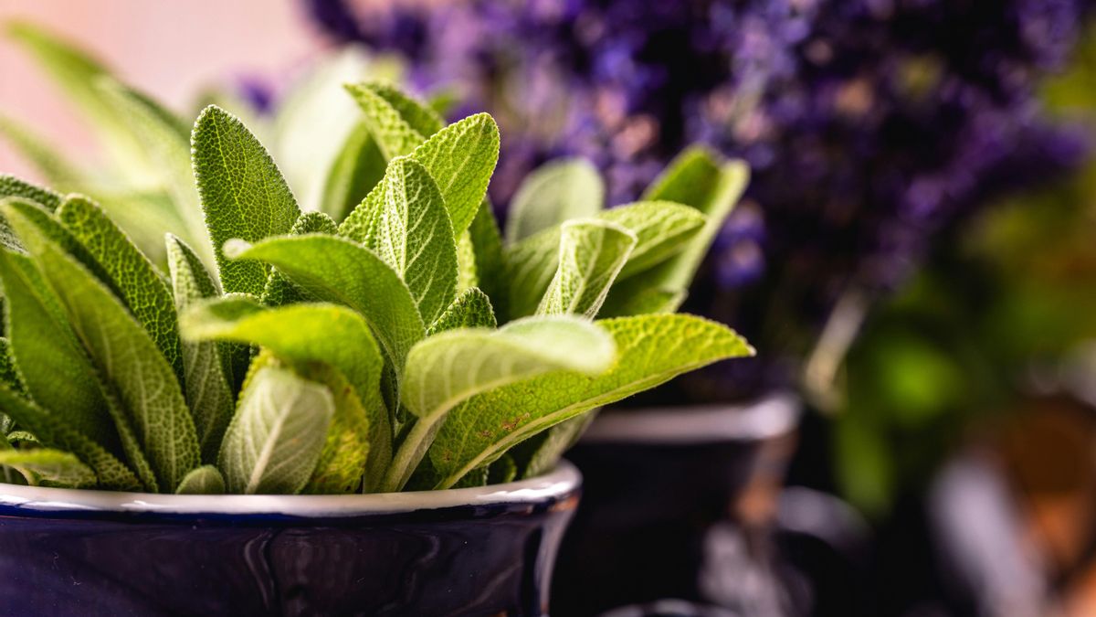 La salvia sobrevive con riegos moderados.