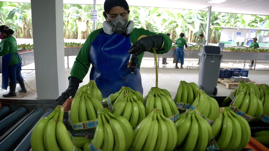 La industria del banano de Ecuador busca reforzar su liderazgo global con innovadoras técnicas ante las plagas
