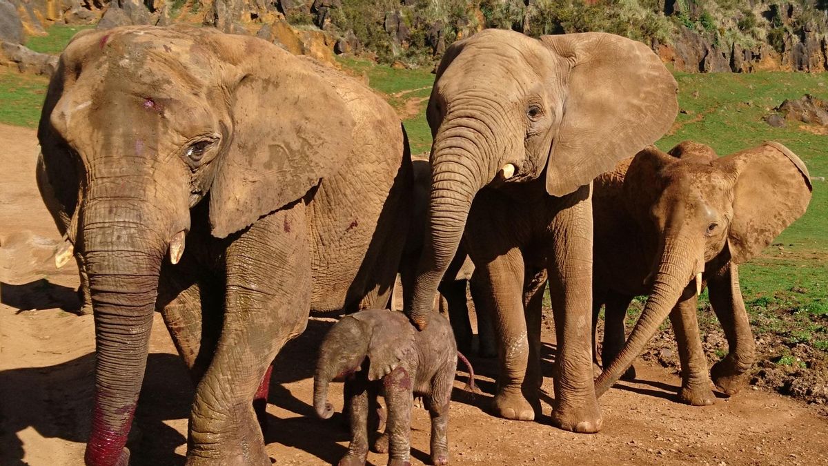 Archivo - Imagen de archivo.- Elefantes en Cabárceno