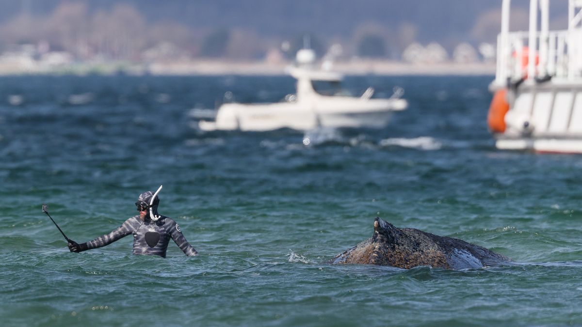 La agonía de Timmy, la ballena varada en el mar Báltico que mantiene en vilo a Alemania
