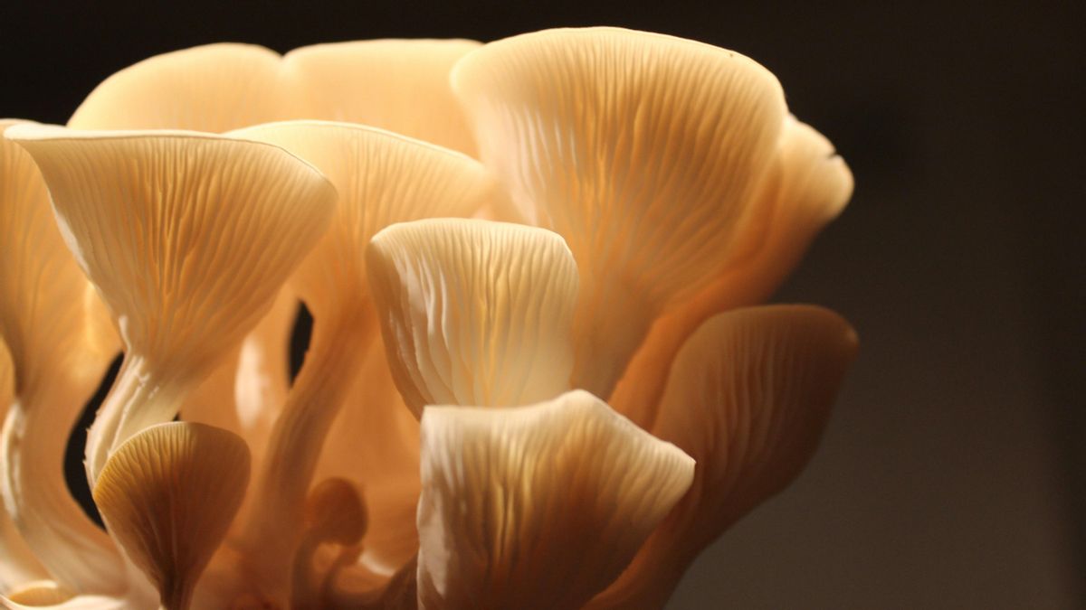 La seta de ostra (Pleurotus ostreatus) es la más sencilla para iniciarse porque la conocemos.