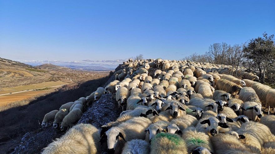 ¿Quieres ser pastor por un día? La propuesta de dos ayuntamientos toledanos para atraer visitas