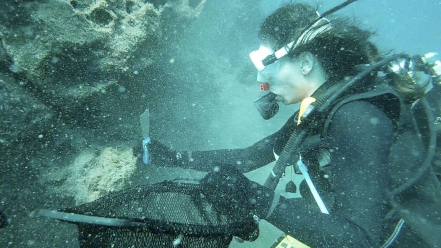 Encontradas las primeras evidencias de microplásticos en erizos de mar de Canarias