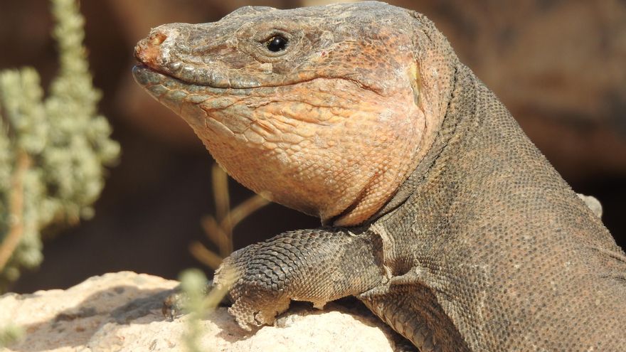 Lagarto de Gran Canaria, Gallotia stehlini