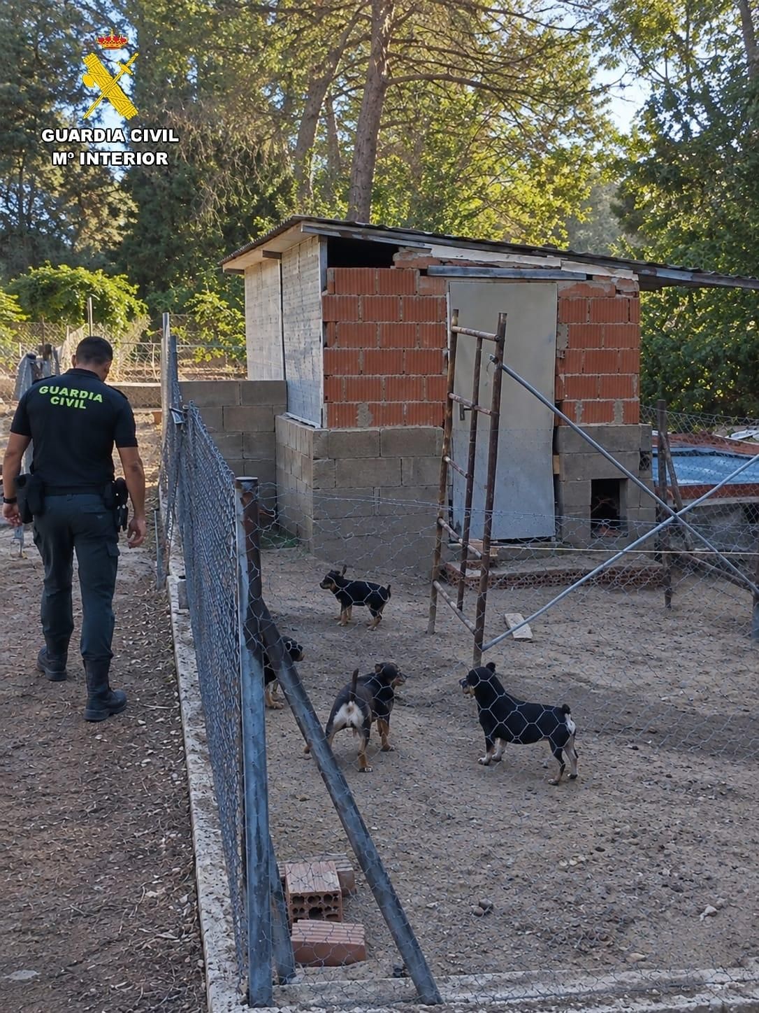 Otros canes hallados en un criadero ilegal de la provincia de Cuenca