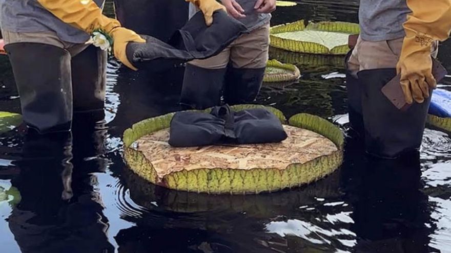 Los nenúfares colosales demuestran su poder y el de Florida se lleva el título tras aguantar 83 kilos sin hundirse