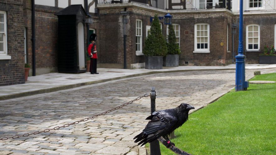 Cuervo en la Torre de Londres.