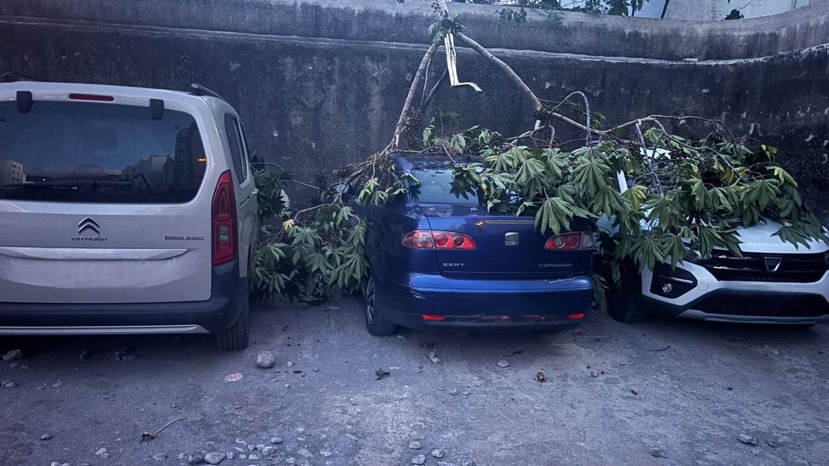 16 intervenciones de Bomberos La Palma por el viento: caída de ramas  y daños en el alumbrado navideño