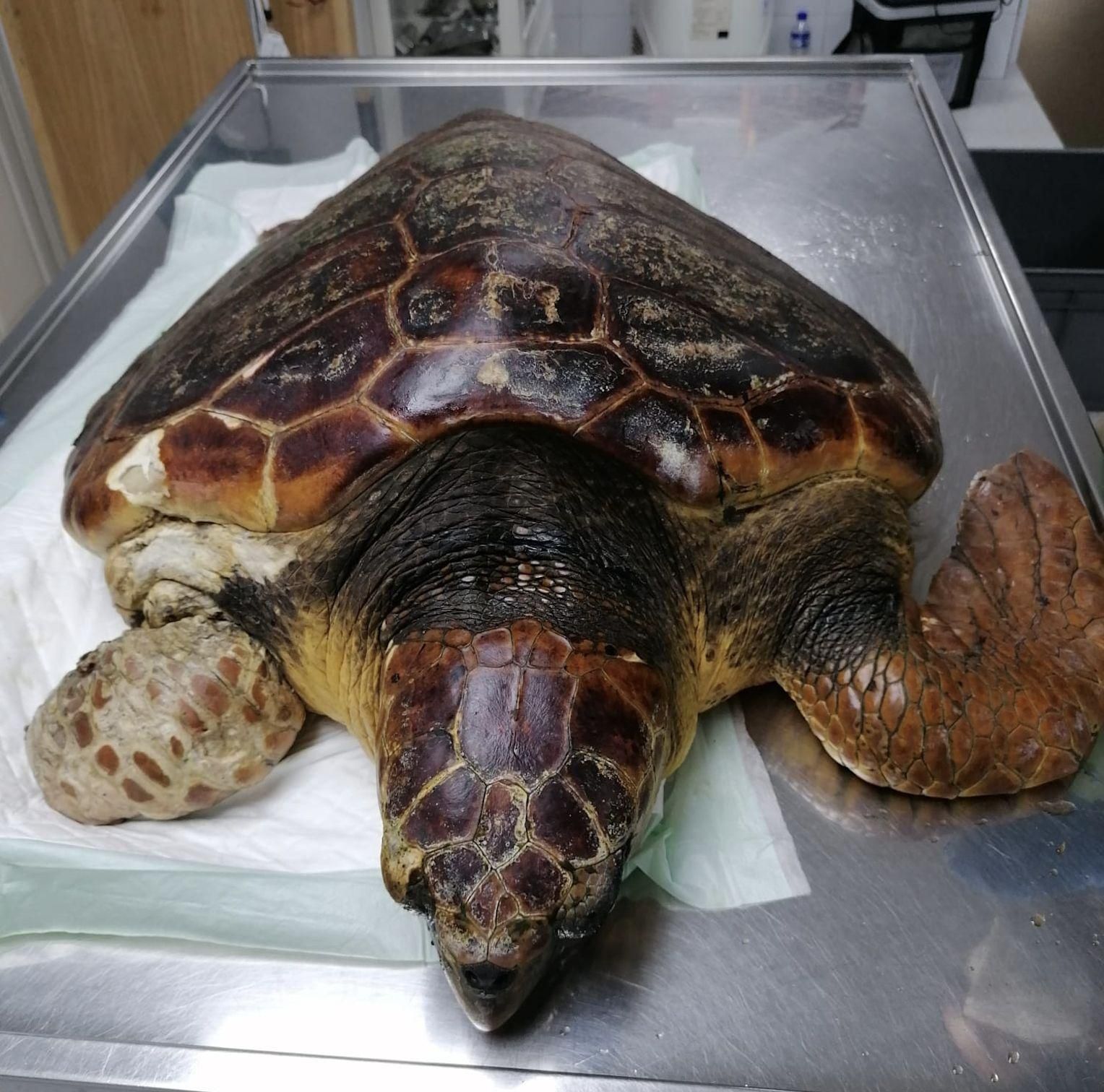 La tortuga boba (Caretta caretta) que se encuentra recuperándose de una operación en una aleta en el Centro de Rehabilitación de Fauna Silvestre  del Cabildo de La Palma.