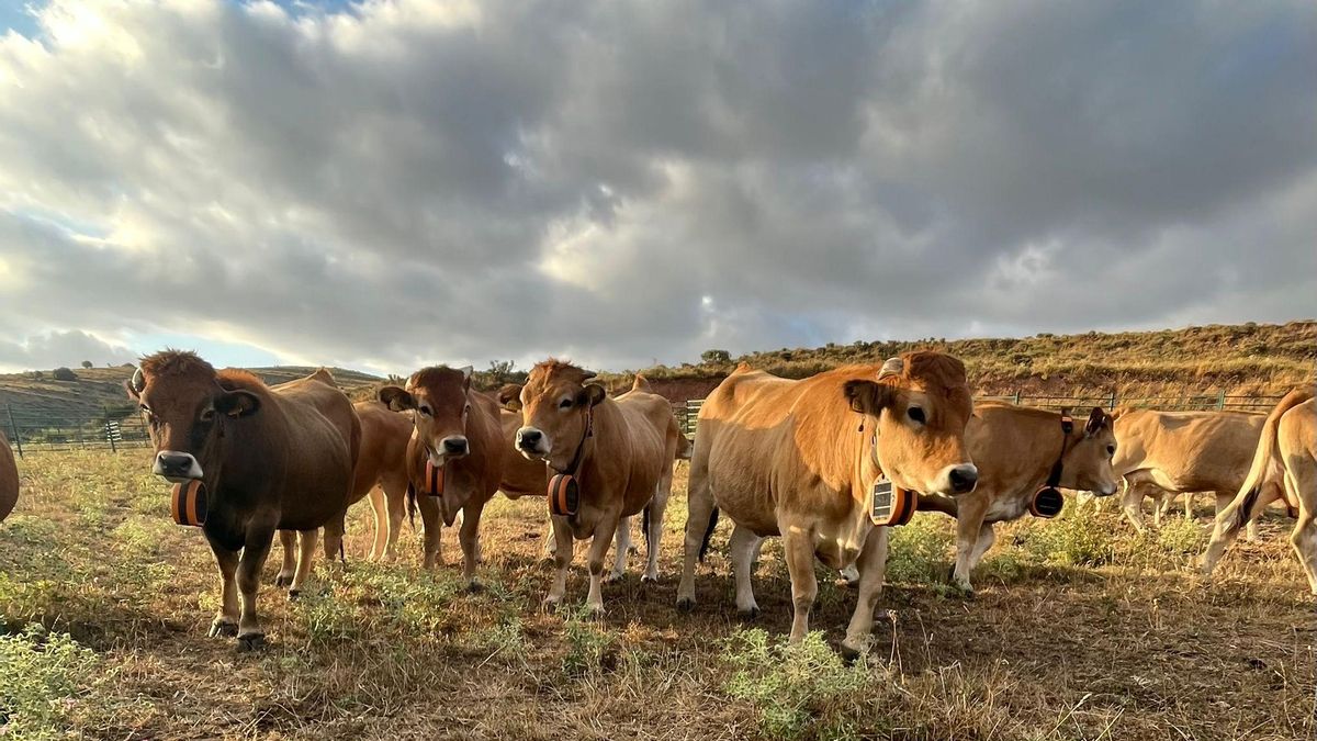 Vacas de la ganadería EDA con collares GPS