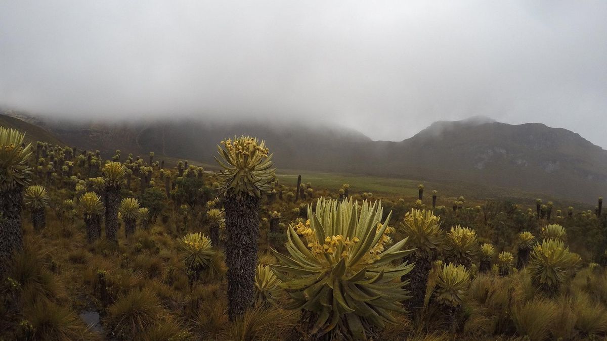 Valle del Frailejón. Esta especie es endémica del norte de Los Andes.