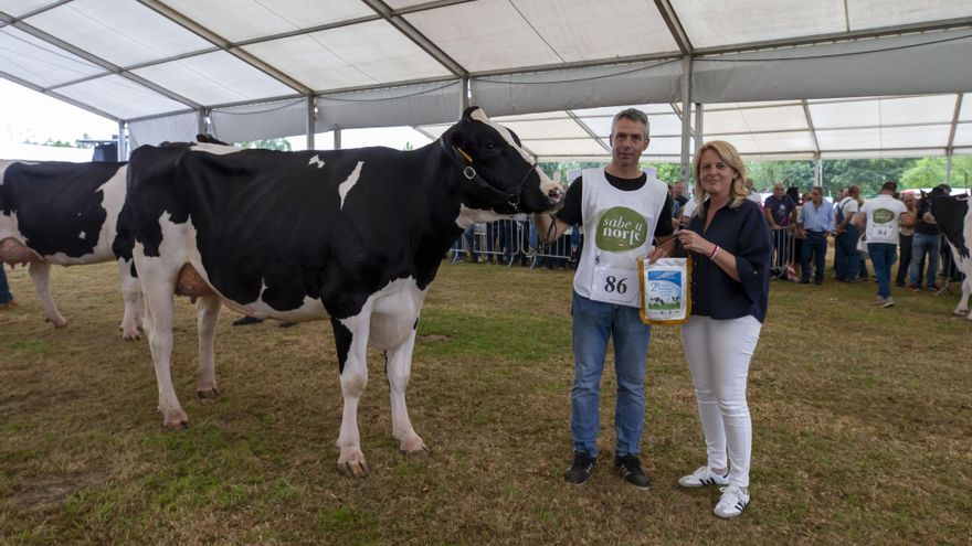 Más de un centenar de vacas frisonas participan en la 148 edición del concurso-exposición de Renedo