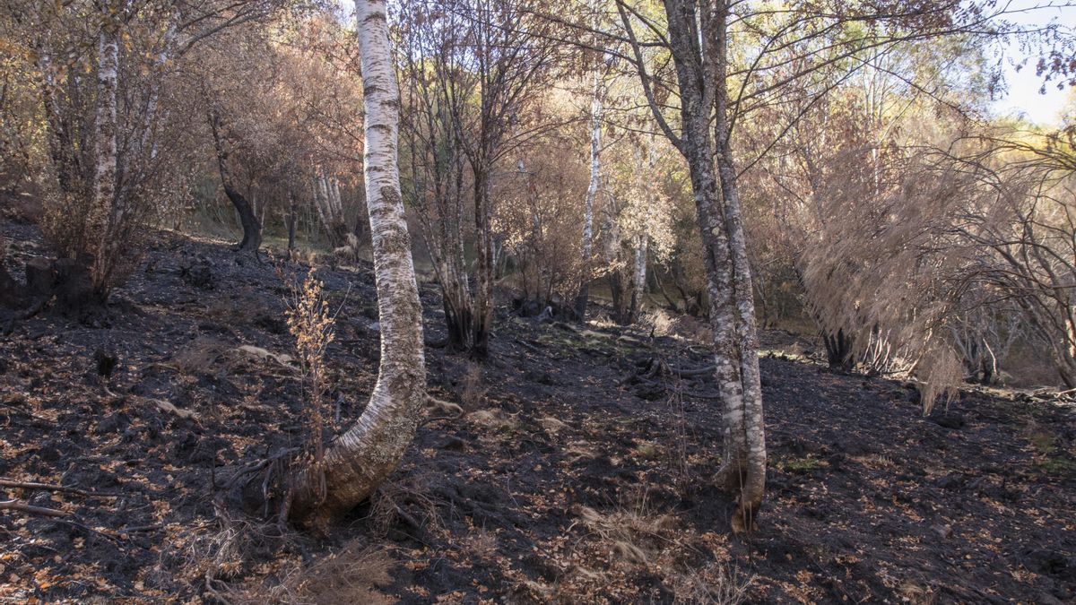 Sotobosque de un abedular, en el valle de Fasgar, después del paso del fuego.