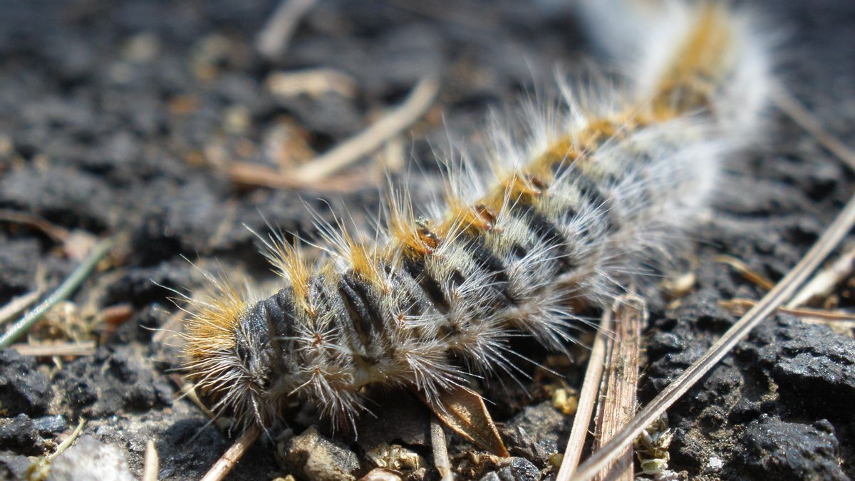 Qué es la oruga procesionaria del pino y cómo debes actuar si entras en contacto con una