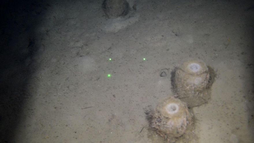 Grabación del campo de esponjas profundas halladas frente a la Bahía de Santander.