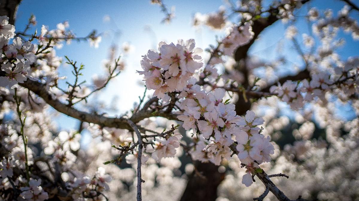 Almendros en flor en Mula