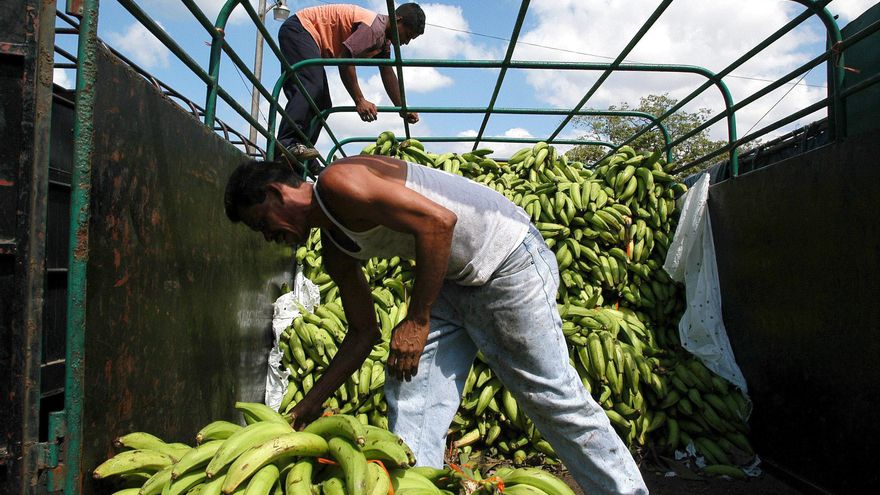 El sector bananero de Ecuador busca una relación más solida con Asia