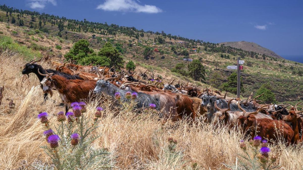 Manada de cabra palmera.