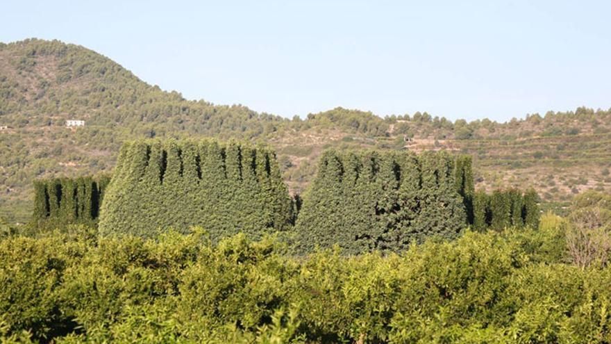 Condenado por delito contra la fauna un hombre que usó el método prohibido del 'parany' para cazar una especie protegida