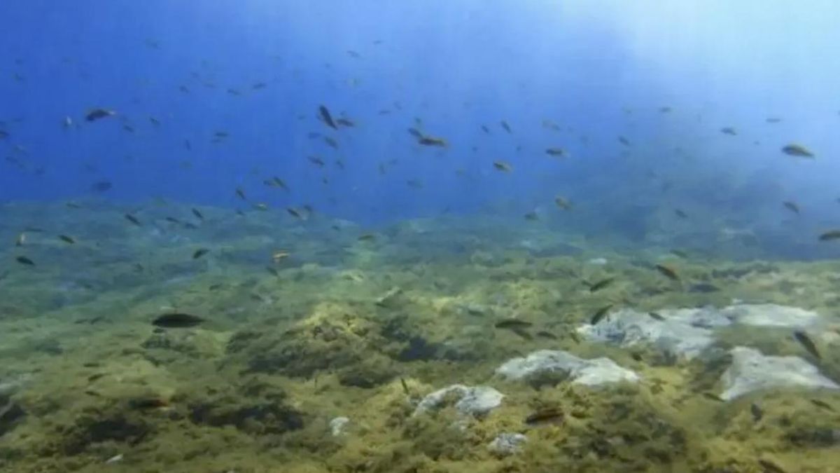 Un estudio documenta un brote excepcional de ciguatera en Canarias: se detectó en un pez de dos kilos