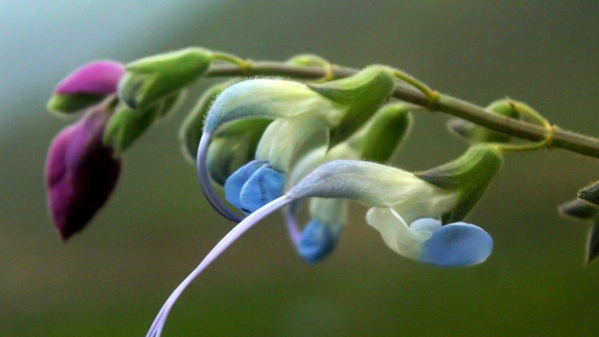 Científicos descubren una flor celeste y blanca y la bautizan como "Salvia Messii"