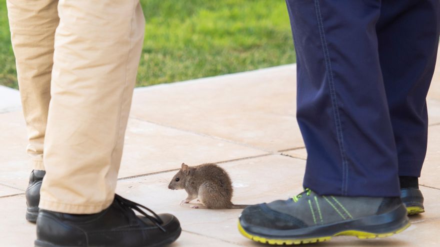La rata que ha irrumpido este miércoles en el salón de plenos del Parlamento andaluz durante el inicio del pleno