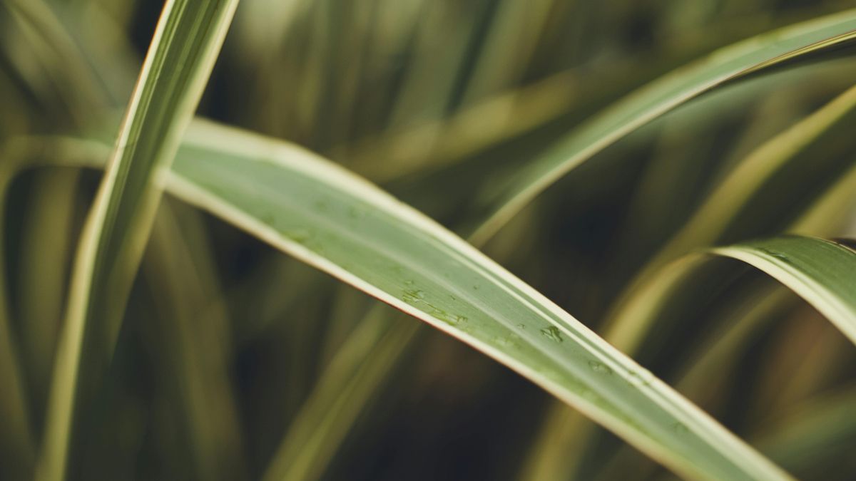 Las hojas de este carex, en tonos crema y verde, aportan un punto de luz suave.