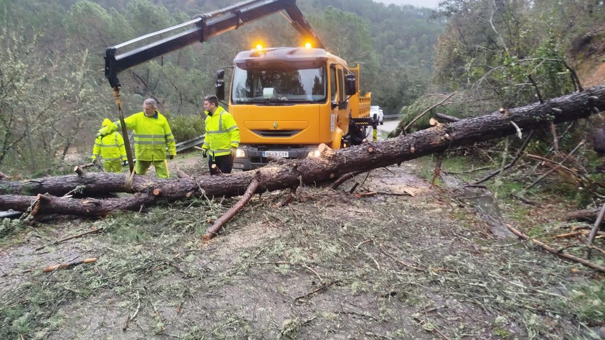 Carretera cortada por caída de árbol