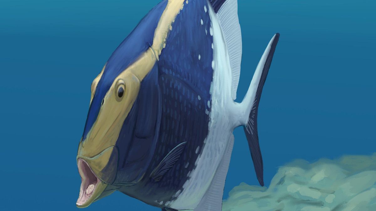 Representación de Platysomus parvulus