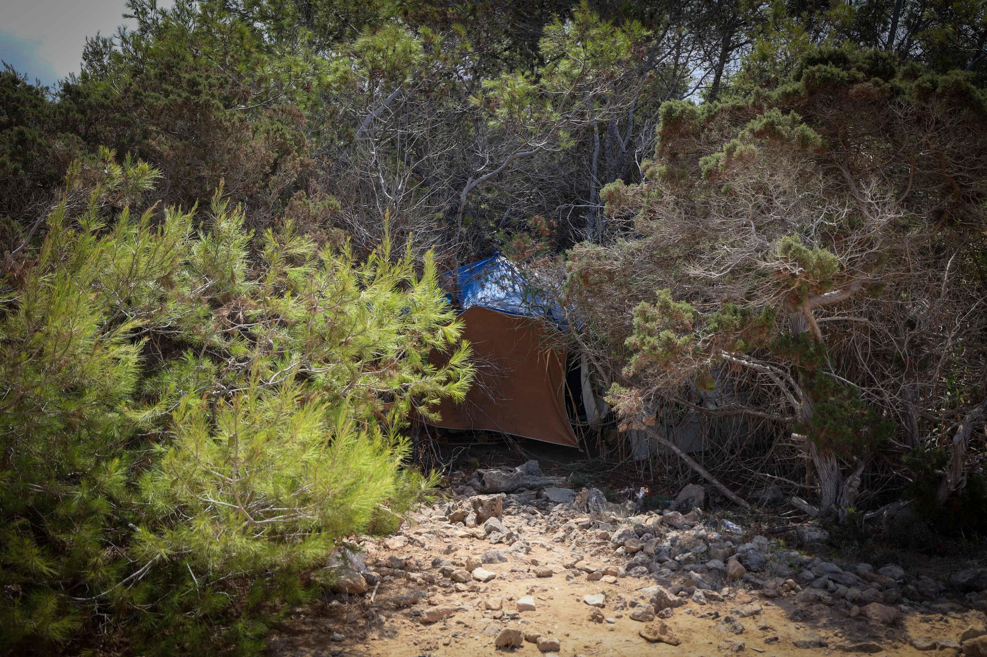Una tienda de campaña oculta entre pinos y sabinas en Port des Torrent