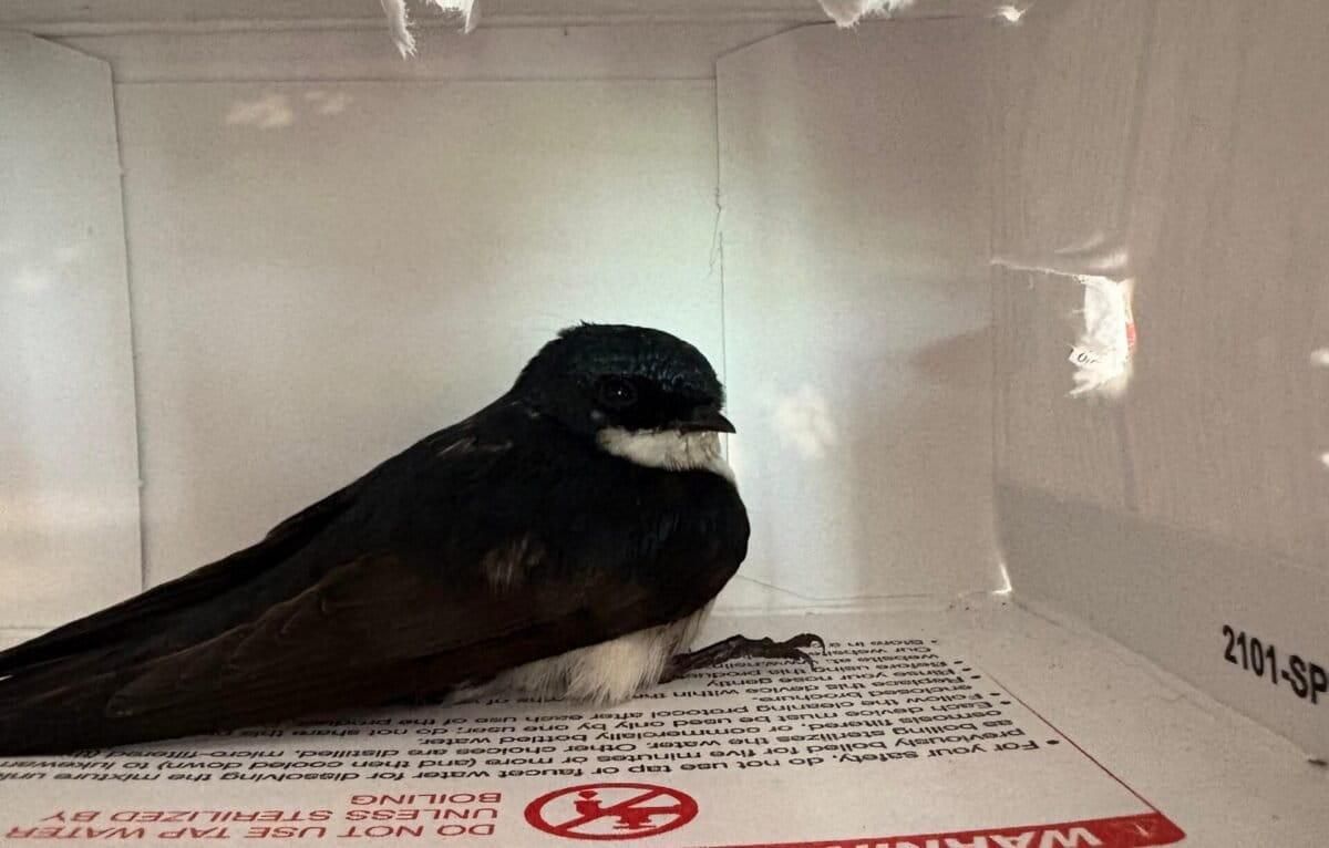 Una golondrina juvenil se recupera en Proyecto Sacha tras la exposición a pirotecnia.