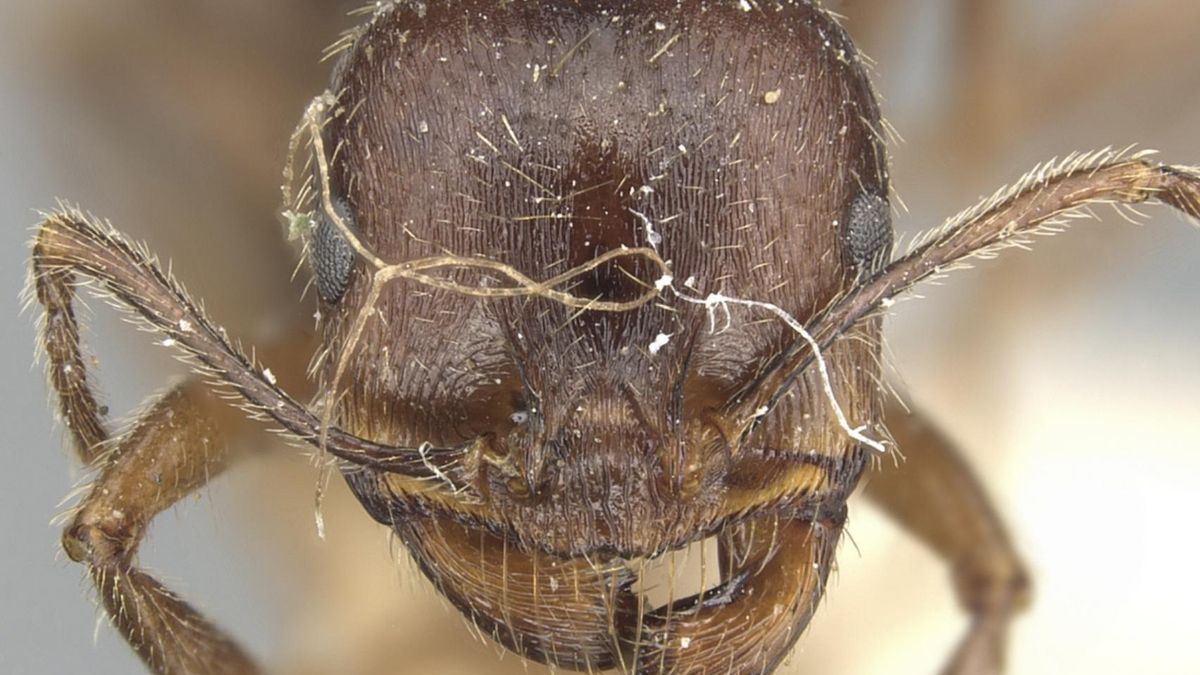 Las reinas ibéricas logran producir individuos de otra especie para mantener su colonia
