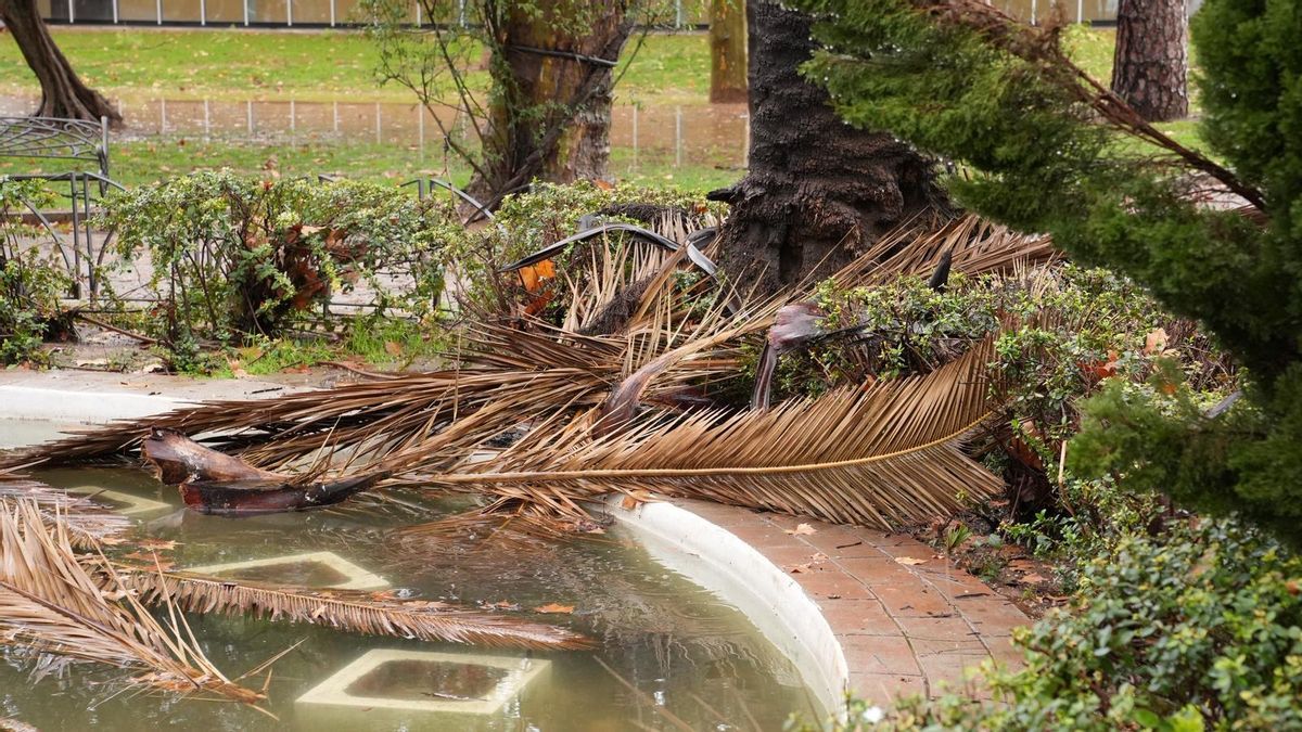 Árboles y ramas caídas tras el paso por Córdoba de la borrasca Kristin