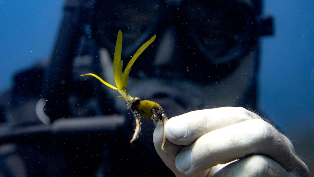 De reducir emisiones a regenerar ecosistemas: el ambicioso plan para ayudar a la naturaleza en España