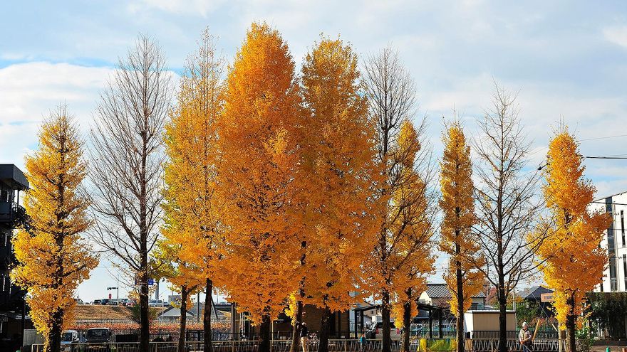 Árboles Ginkgo biloba.