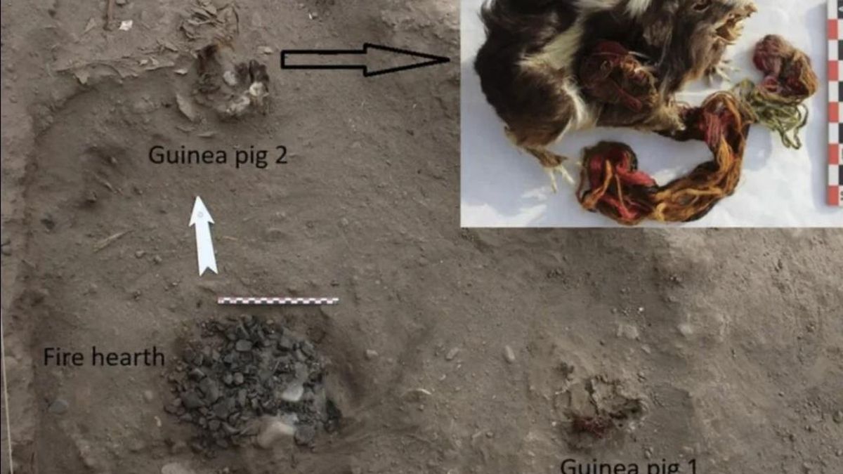 La colocación de camélidos adornados, pequeños mamíferos, sedimentos fluviales y una hoguera permite reconstruir distintas actuaciones