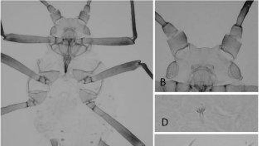 Detalle del pulgón Ucrimyzus villalobosi (FOTO: Nicolás Pérez Hidalgo).