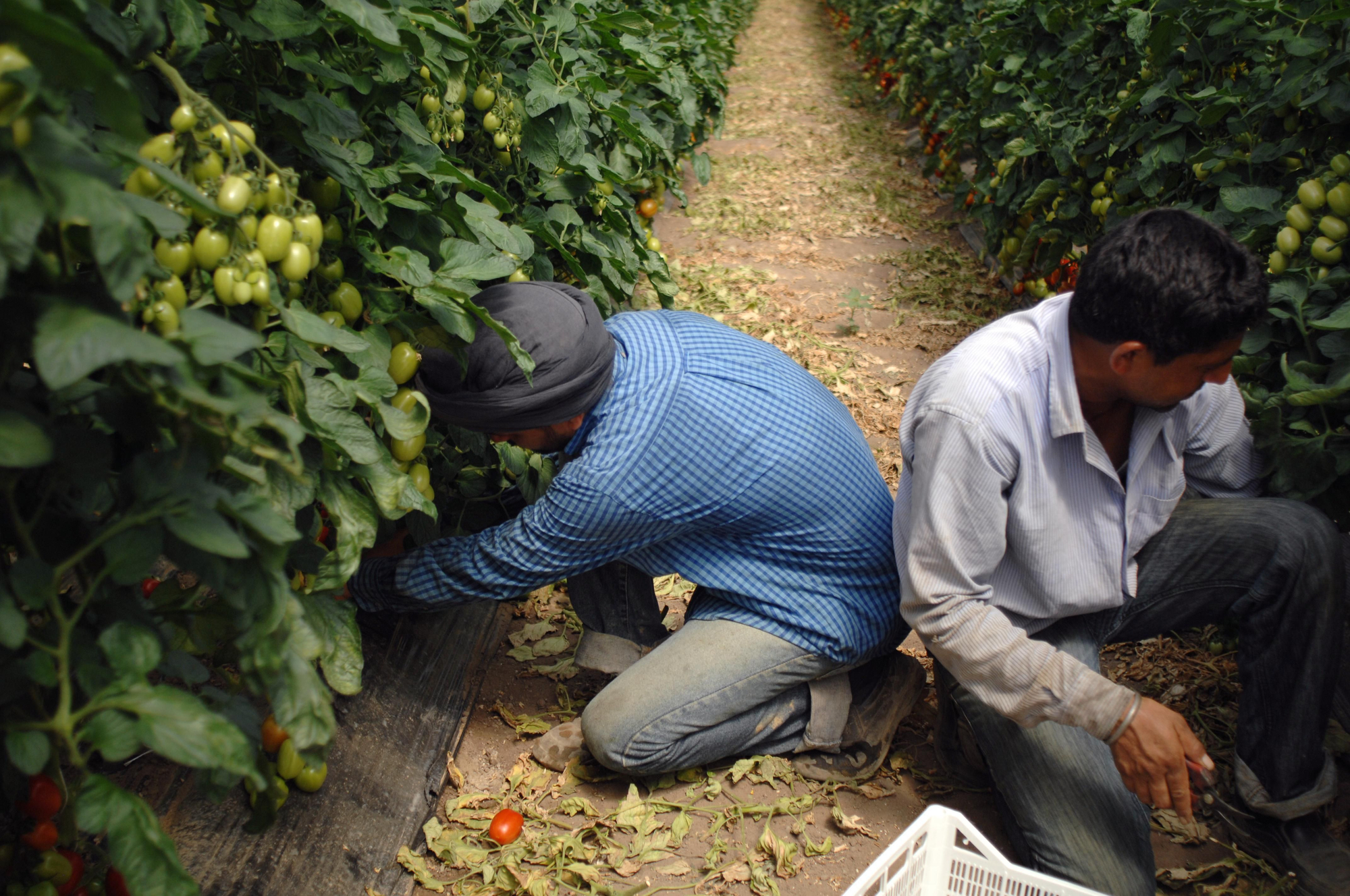 JUNIO. Existen 214 millones de trabajadores migrantes en el mundo y más del 10% son indocumentados, muy vulnerables a sufrir explotación y otros abusos de derechos humanos que eso supone. Los trabajadores migrantes, en especial los de baja cualificación, como estos temporeros del sector agrícola que trabajan en un invernadero del área de Latina, en Roma, Italia, son a menudo víctimas de grave explotación laboral. Salarios por debajo del mínimo nacional, reducciones salariales arbitrarias y jornadas largas son algunas de las violaciones de derechos humanos que pueden sufrir. Es lo que sucede cuando los gobiernos les tratan como delincuentes y las empresas se preocupan más por generar beneficios que por sus derechos. #dignidad // © Valerio Rinaldi