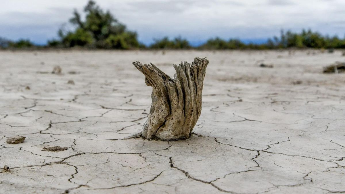 Tronco muerto en suelo muy seco en el sureste de la provincia de San Juan. La región lleva más de una década sufriendo una grave sequía hidrológica, agravada por el cambio climático y la gestión ineficiente de los recursos.