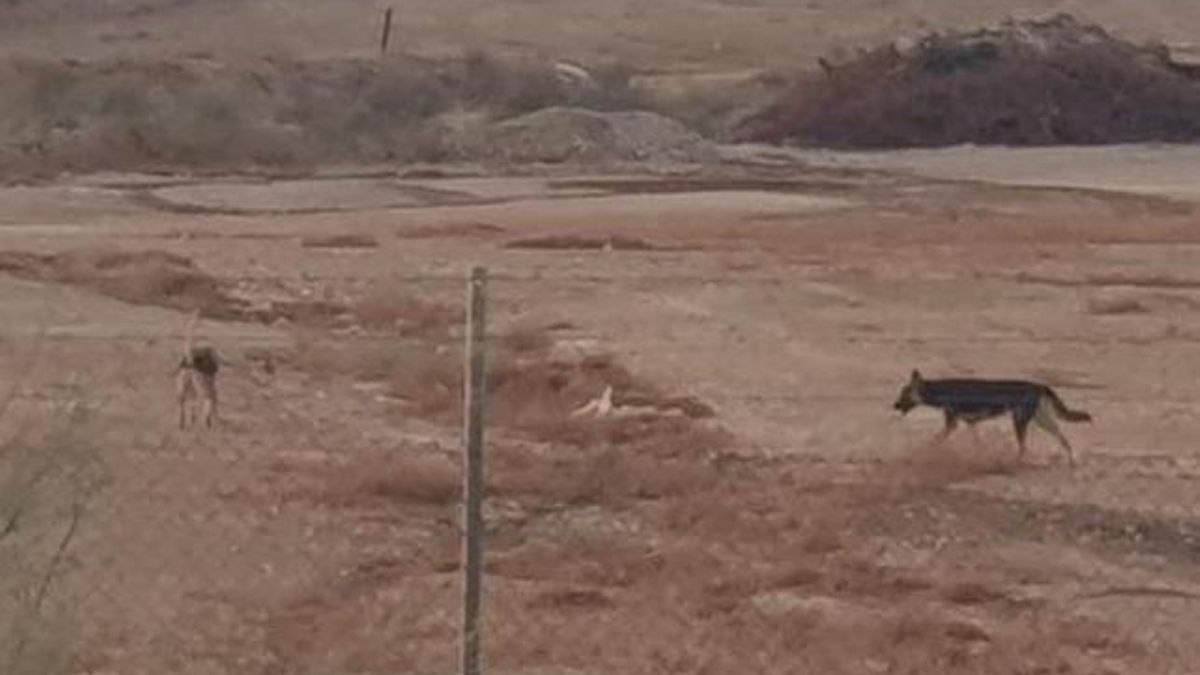 Piden colaboración ciudadana para localizar al propietario de dos perros sueltos en Puente Genil