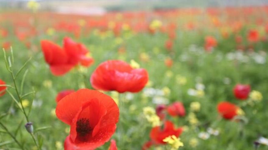 Rubén Cacho / ICAL Campo de amapolas en Castilla y León