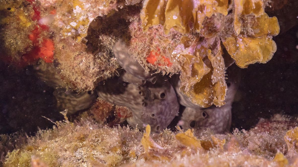 Esponja marina (Petrosia ficiformis), franja marina Teno-Rasca, Tenerife, España