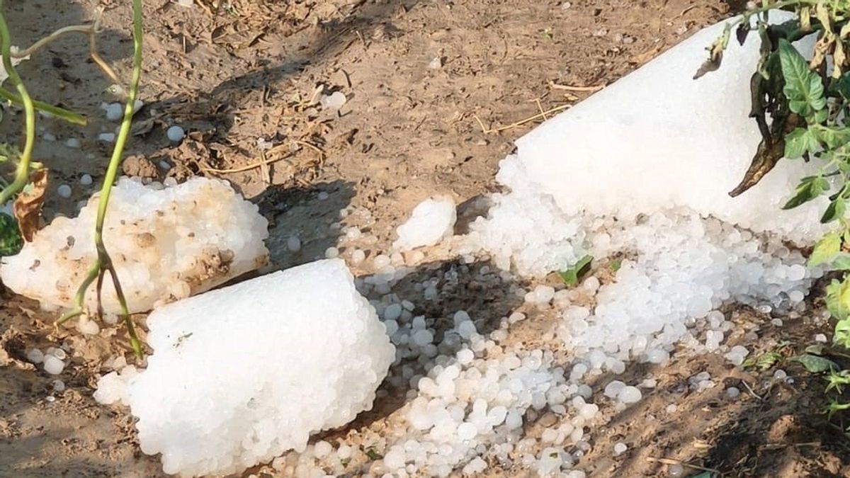 La tormenta causa estragos en la comarca de Campo de Cariñena y daña el 75% de la cosecha de fruta y almendra