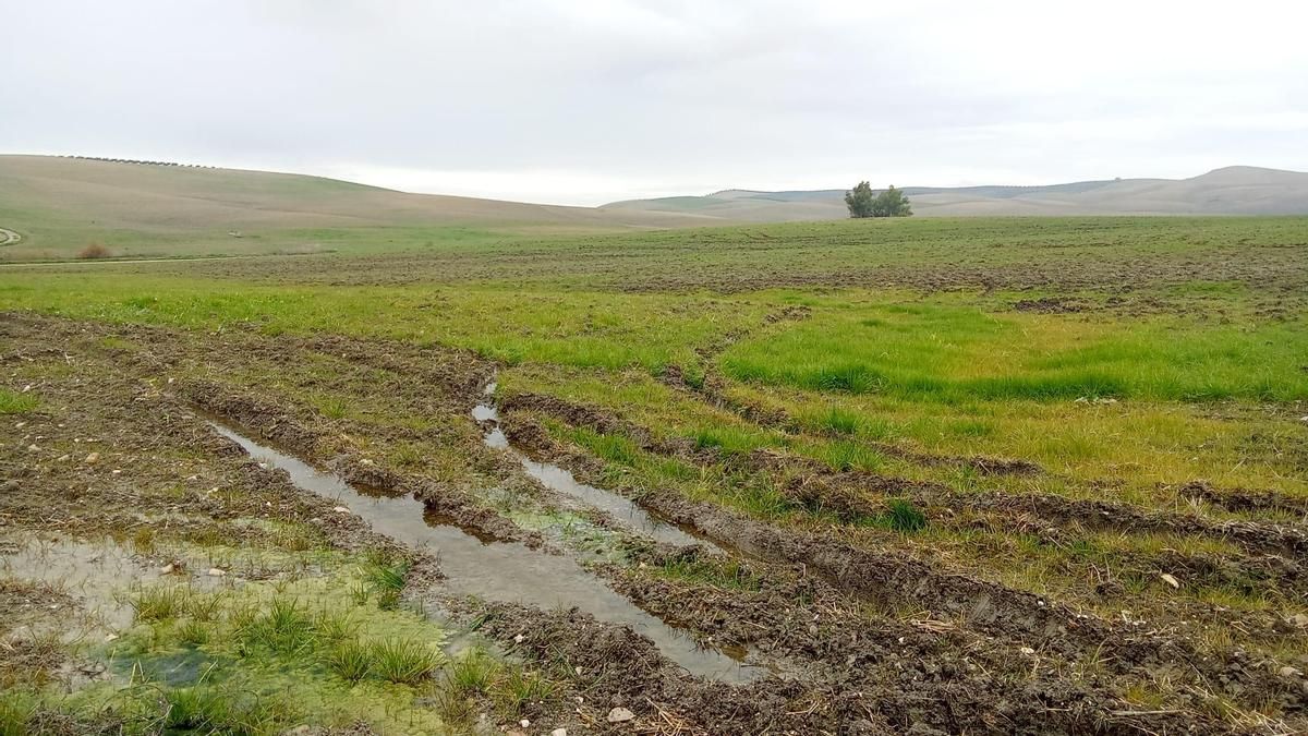 La saturación de agua del suelo en Córdoba: llega al 100% de humedad con apenas evaporación