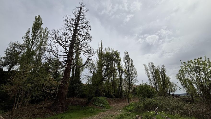 Muere un árbol centenario en Valladolid: el riesgo de caída obligará a talar la secuoya de La Overuela