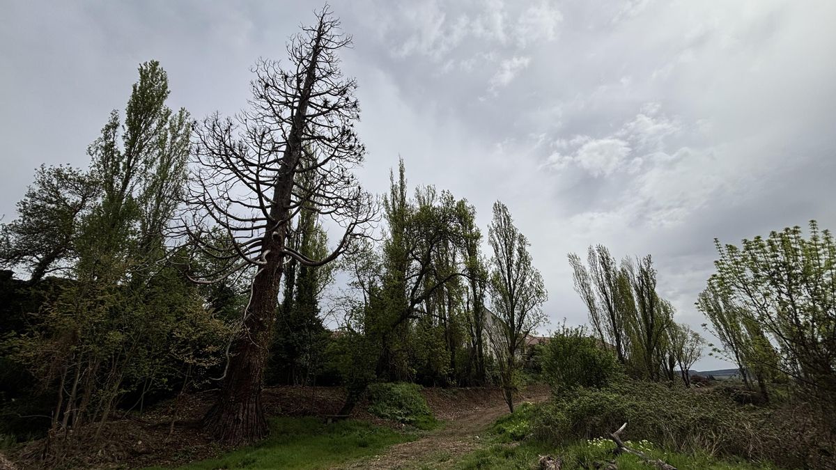 Muere un árbol centenario en Valladolid: el riesgo de caída obligará a talar la secuoya de La Overuela