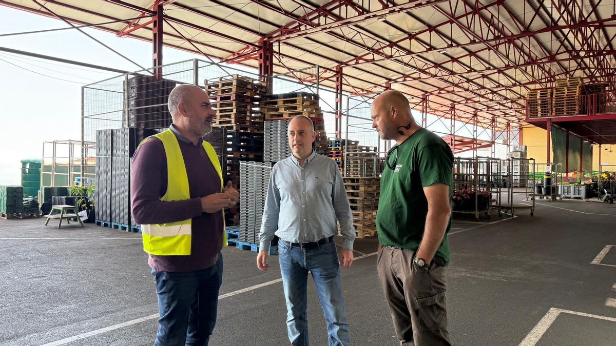 El Cabildo apoya la producción de pimienta palmera en la Isla para lograr un mojo de kilómetro cero
