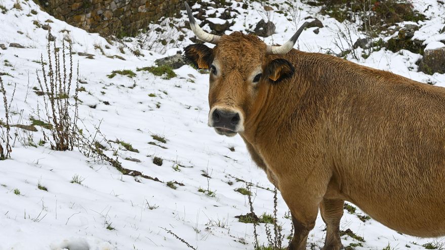 La privatización del control ganadero que prepara Vox en Castilla y León enfada a los veterinarios: "Parece una venganza"